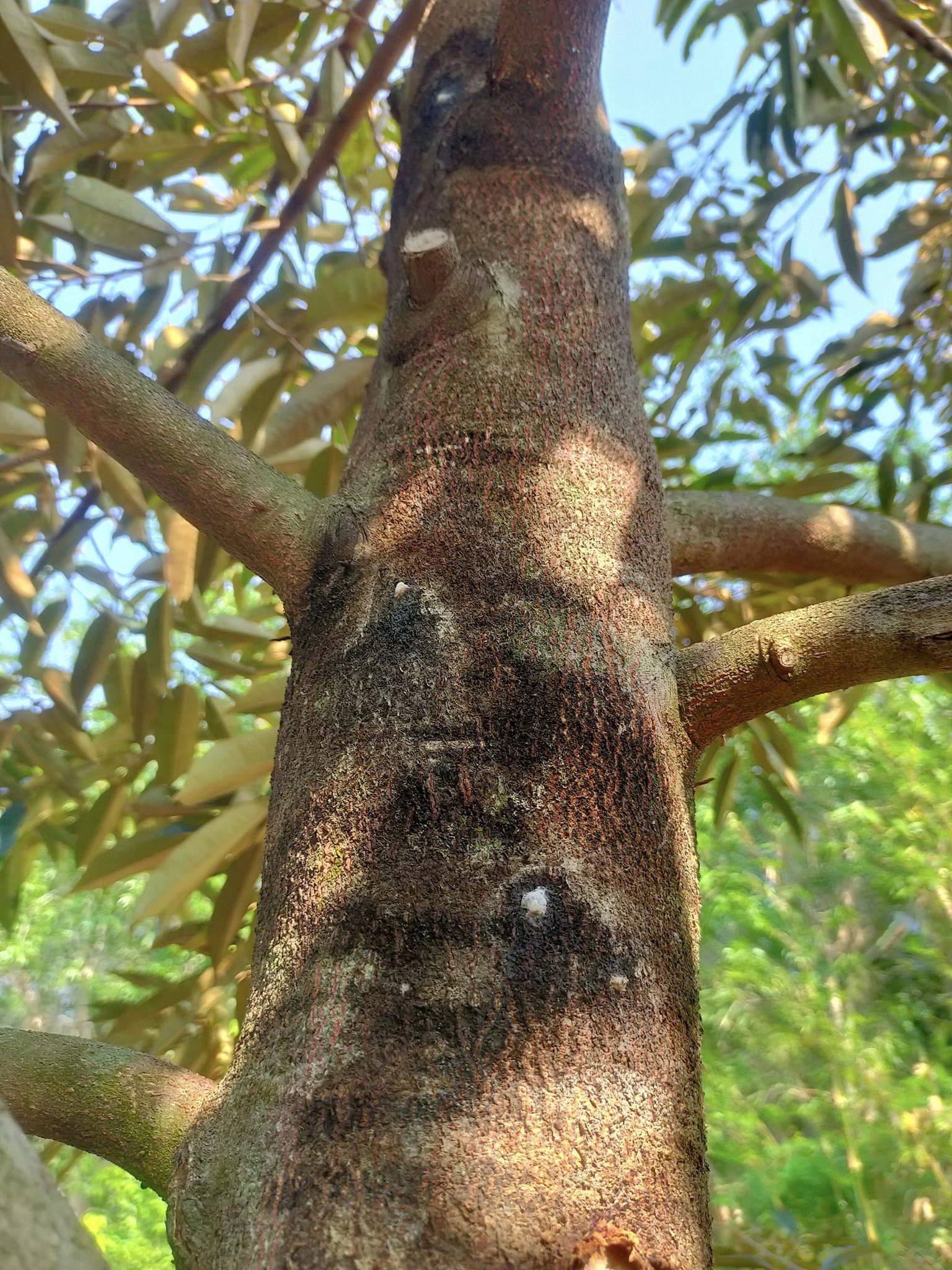 Nứt Thân – Xì Mủ Trên Sầu Riêng: Cảnh Báo Nguy Hiểm Và Hướng Quản Lý Hiệu Quả Cùng NAMINO