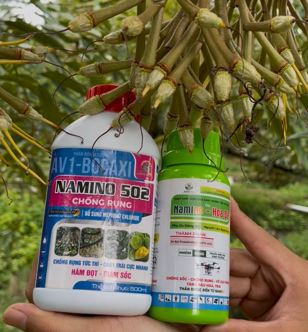 RỬA BÔNG – CHỐNG SỐC TRONG ĐIỀU KIỆN MƯA TRÁI MÙA