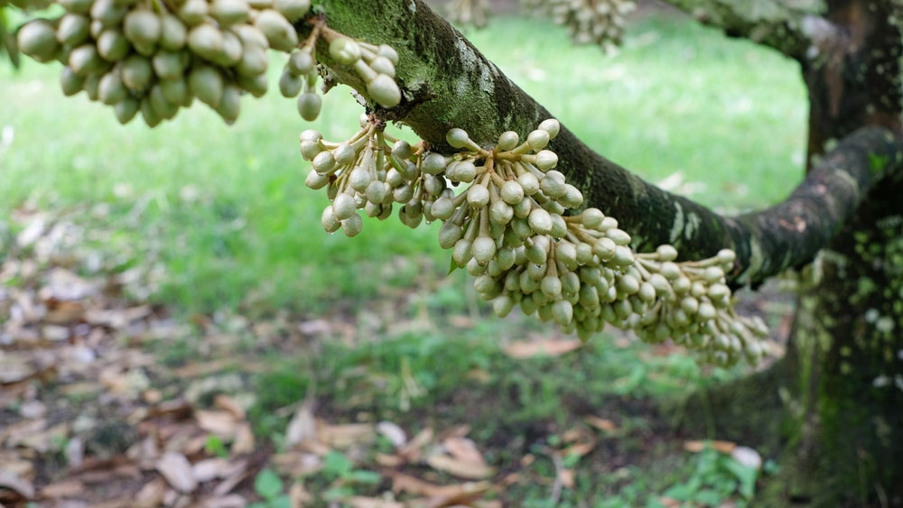 Lợi ích và cách dưỡng kéo cuống bông dài, bông mập khỏe trên sầu riêng  