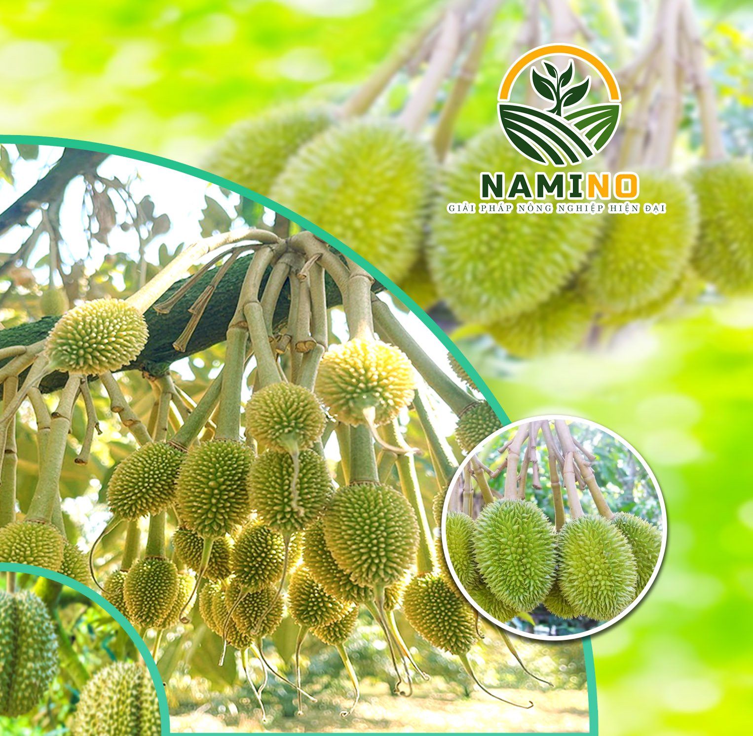 Giải pháp giúp xanh gai chắc cuống nở trái đều - khắc phục vàng gai 