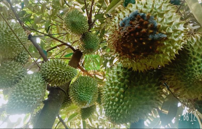 Quản lý bệnh thối đít trái sầu riêng 