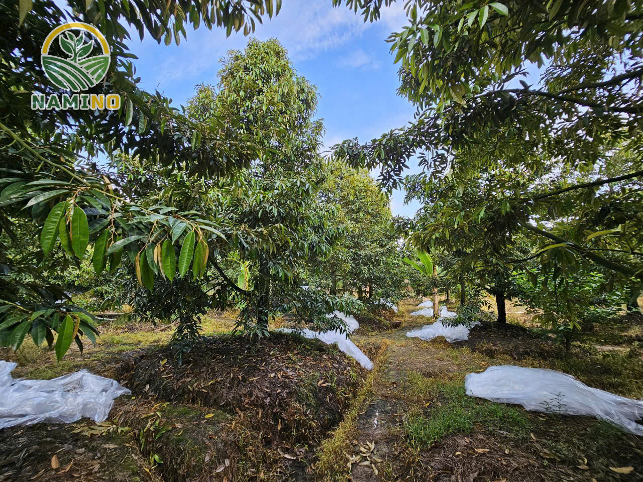 Quản lý bệnh nứt thân xì mủ trên cây sầu riêng mùa mưa – giải pháp toàn diện từ NAMINO 