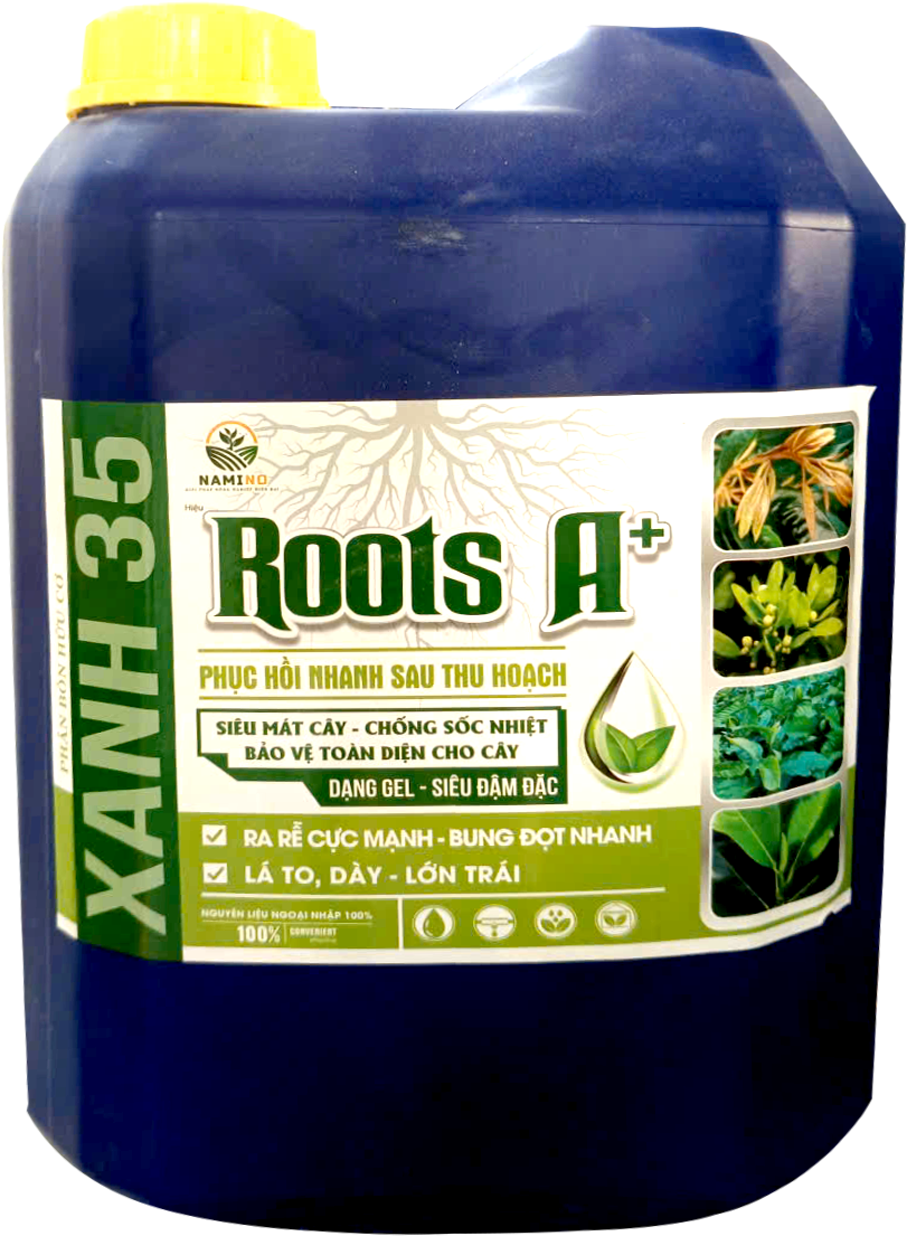 ROOTS A+
